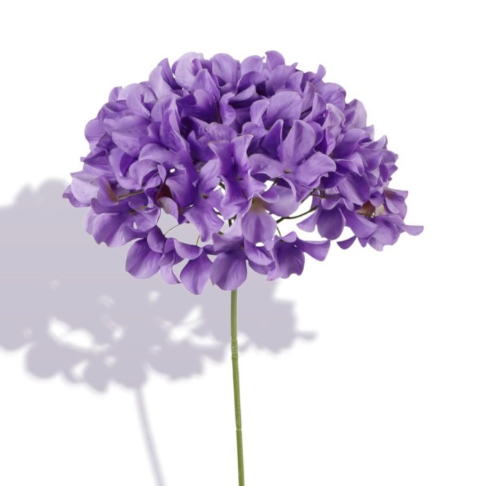 ORTENSIA SINGOLA CM.76   PORPORA